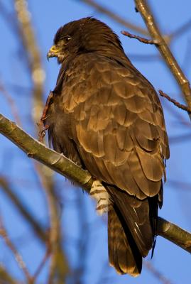 Common Buzzard and icy branches
