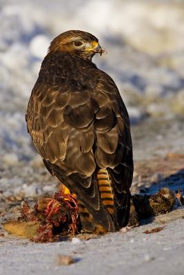 Common Buzzard, Buteo buteo