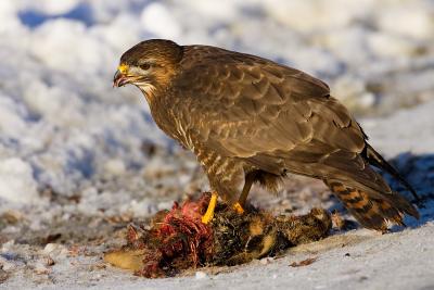 Common Buzzard, Buteo buteo