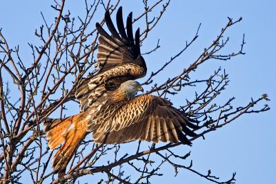 Red Kite