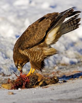 Common Buzzard