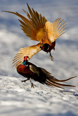 Common Pheasant fighting