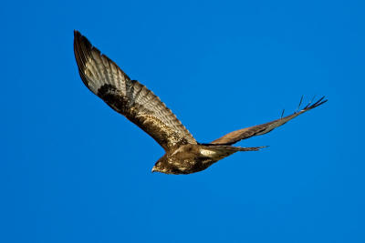 Common Buzzard 