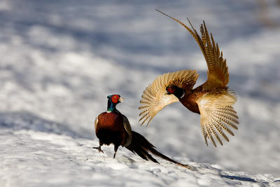 Common Pheasant fighting