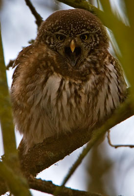 Eurasian Pygmy Owl with open mouth