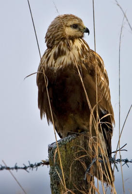 Rough-legged Buzzard