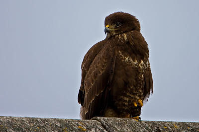 Common Buzzard