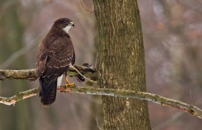 Common Buzzard