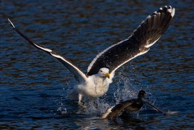 Great Black-backed Gull attacking a female Tufted Duck