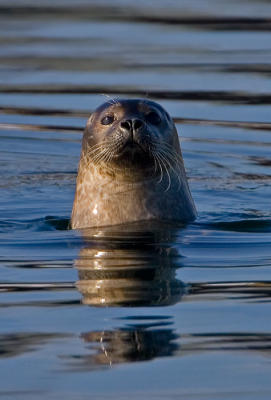 Common Seal/ Harbour Seal