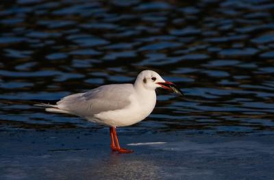 Black-headed Gull with a fish