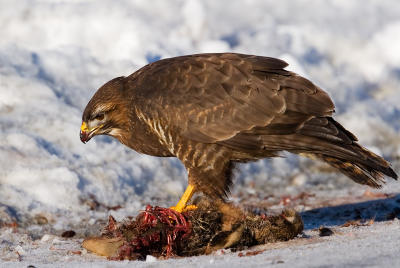 Common Buzzard