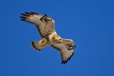 Rough-legged Buzzard