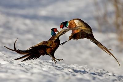 Common Pheasant fighting