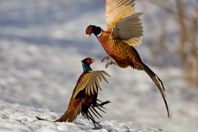 Common Pheasant fighting