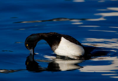 Tufted Duck diving