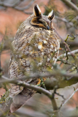 Long-eared Owl  sleeping and hiding