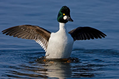 Common Goldeneye