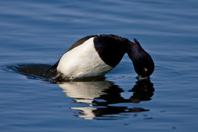 Tufted Duck, diving