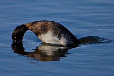 Female Tufted Duck, diving