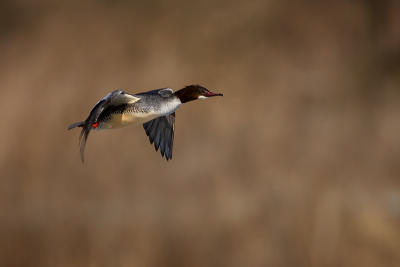 Goosander