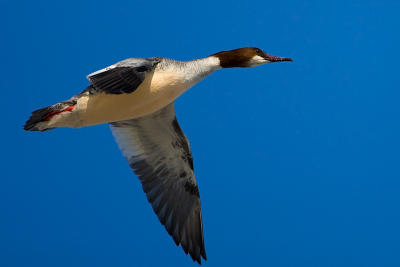 Goosander