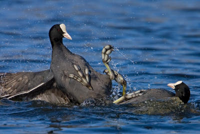 Eurasian Coot, fighting