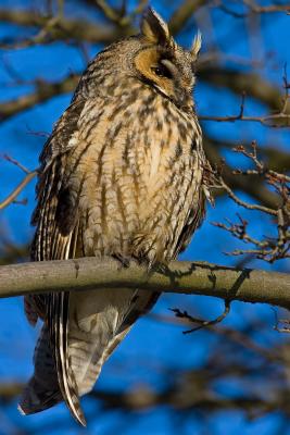 Long-eared Owl