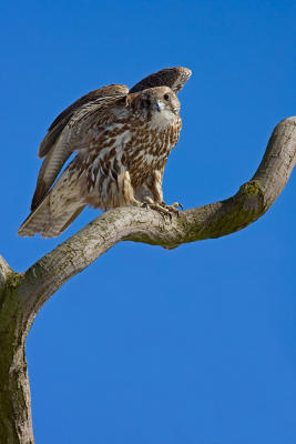 Gyr Falcon