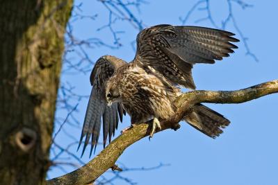 Gyr Falcon