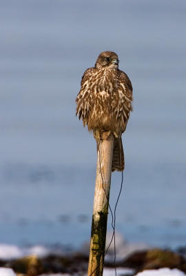 Gyr Falcon