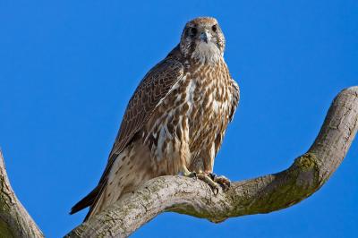 Gyr Falcon