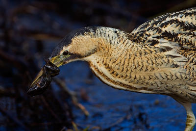 Great Bittern with a frog