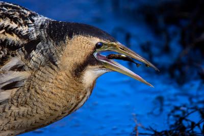 Great Bittern with a fish in mid air