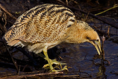 Great Bittern and a frog