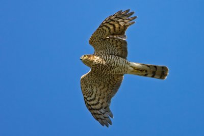 Eurasian Sparrowhawk, Accipiter nisus