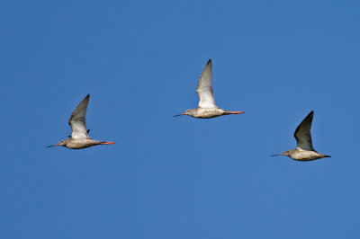 Common Redshank, Tringa totanus