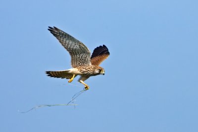 Common Kestrel with a lizard in its claw