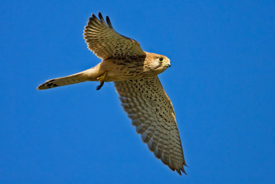Common Kestrel with a lizard in its claw