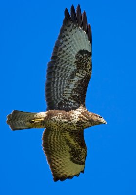 Common Buzzard