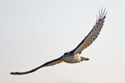 Sparrowhawk