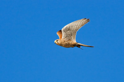 Common Kestrel with rodent