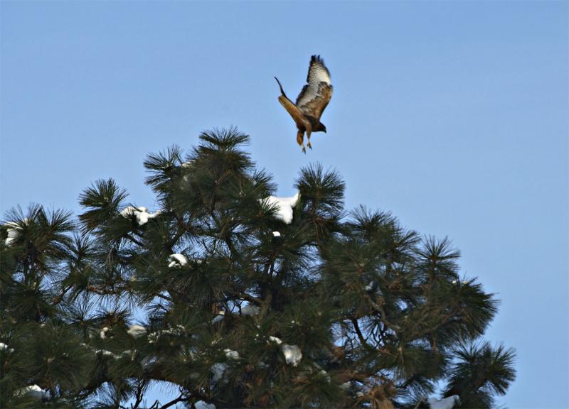 2005 Red tail Hawk