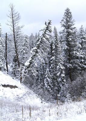 2005 Snow gully