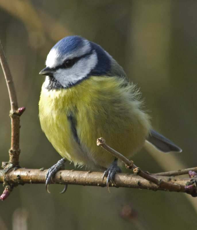 bluetit1.jpg