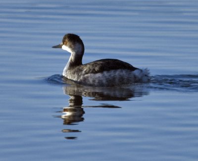 Blackneckgrebe1.jpg