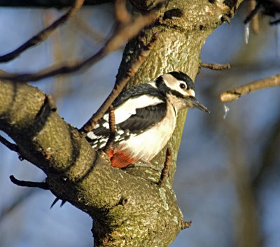 Great Spotted Woodpecker