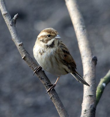 reedbunt1.jpg