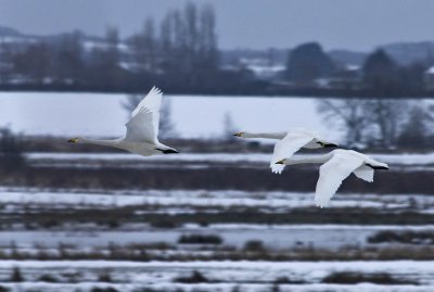 Whooper Swan