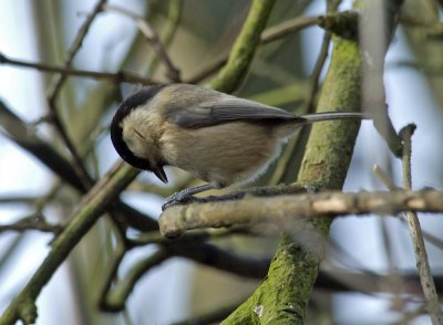 Willow tit